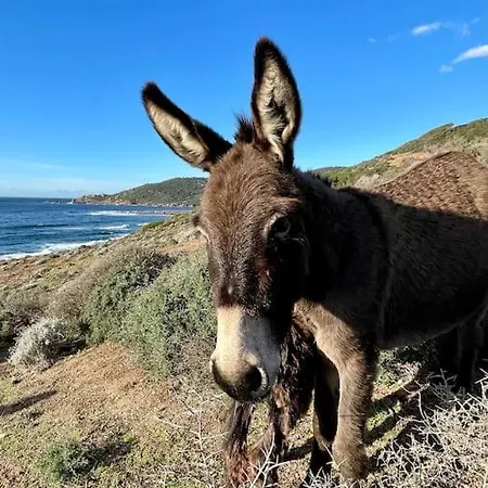 Paillote Perchee A 180 ° Sur La