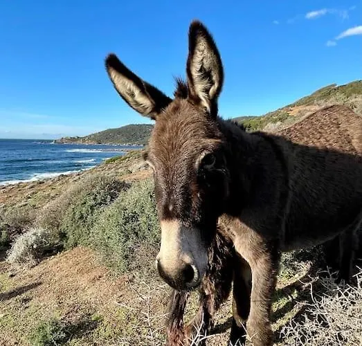 Paillote Perchee A 180 ° Sur La